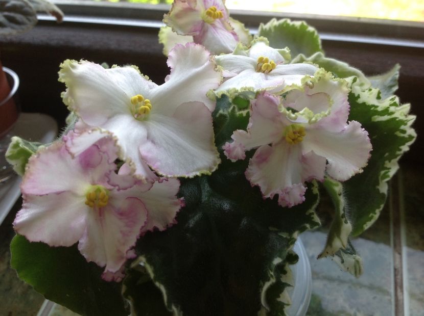  - Buckeye Irish Lace