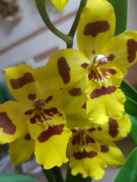 Odontonia Yellow Parade 'Alpine' - Orhidee 2019