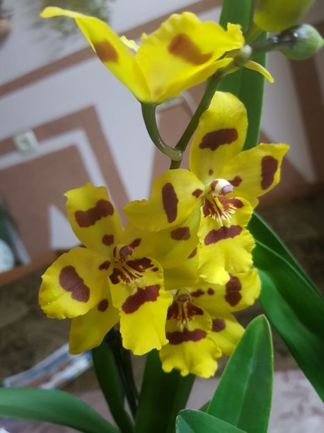 Odontonia Yellow Parade 'Alpine' - Orhidee 2019