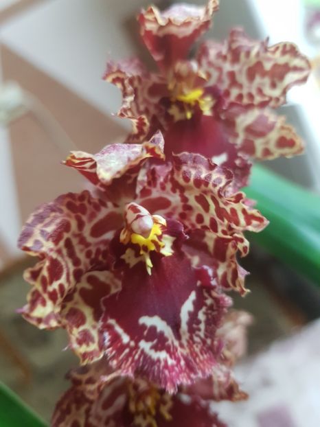 Odontioda Stirbic Red - Orhidee 2019
