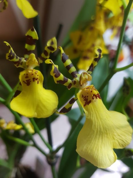 Oncidium splendidum - Orhidee 2019