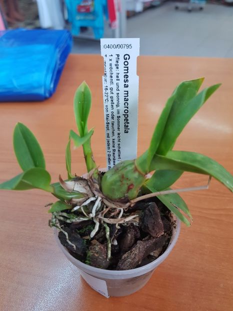 Orhidee Gomesa Macropetala - Orhidee Gomesa Macropetala