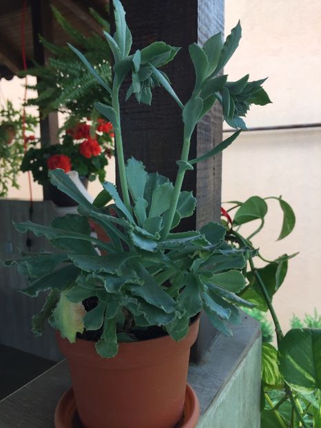 86187EB8-FAFA-469E-8D87-0952524137C5 - Suculente 2019