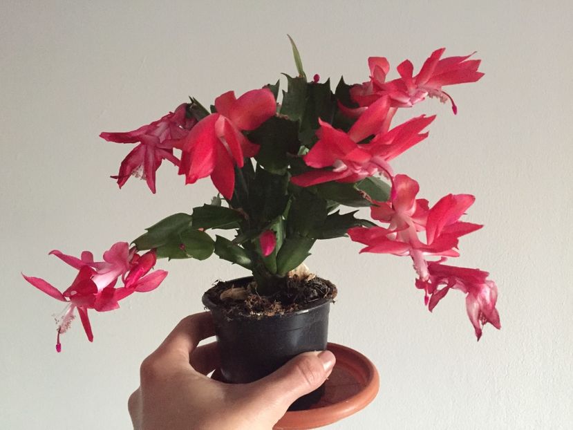 6AE0C3BA-BA0F-42F8-9E7F-F936AED6D362 - Suculente 2019