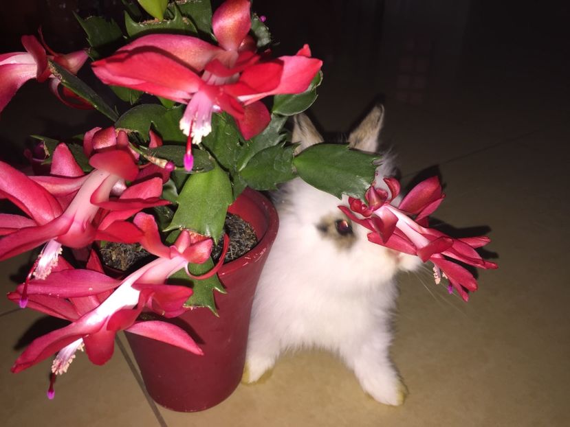 8412BFFB-6C62-4A50-9F9C-101BE330676D - Suculente 2019