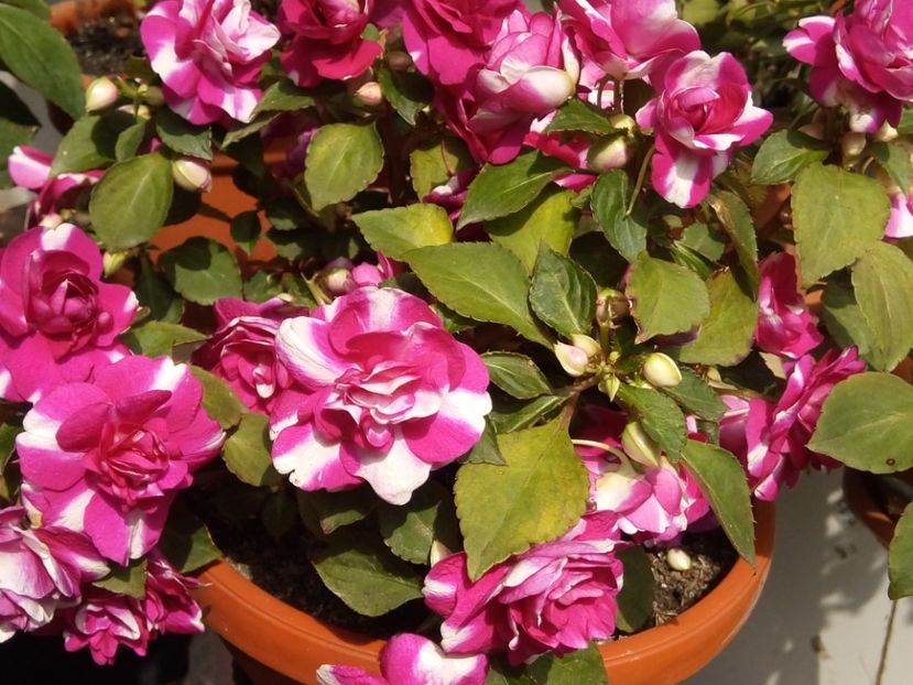  - Flori de Gradina Primavara -Vara 2019