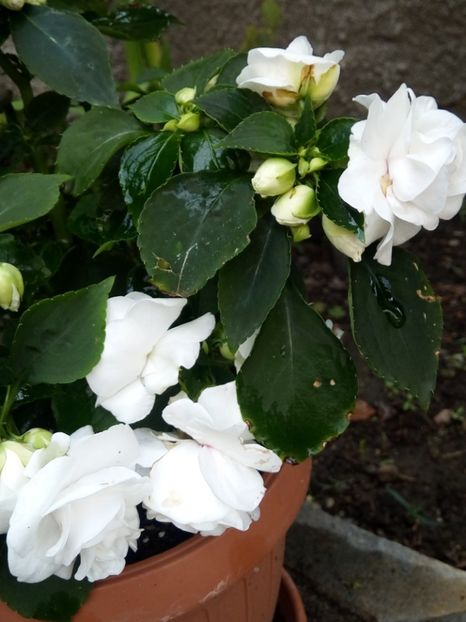  - Flori de Gradina Primavara -Vara 2019