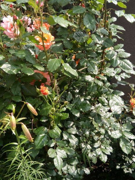  - Flori de Gradina Primavara -Vara 2019