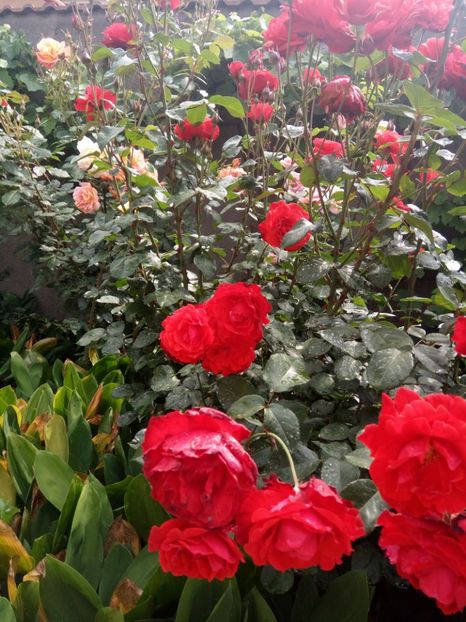  - Flori de Gradina Primavara -Vara 2019