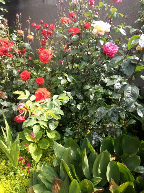  - Flori de Gradina Primavara -Vara 2019