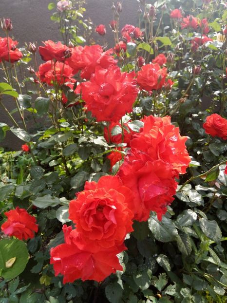  - Flori de Gradina Primavara -Vara 2019