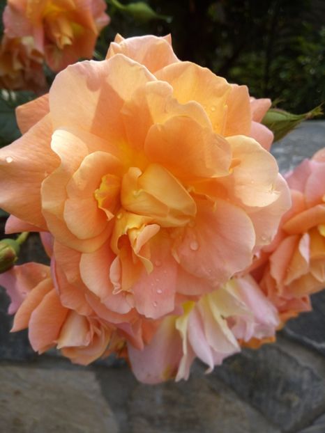  - Flori de Gradina Primavara -Vara 2019