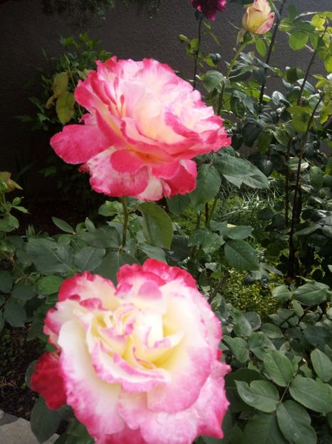  - Flori de Gradina Primavara -Vara 2019