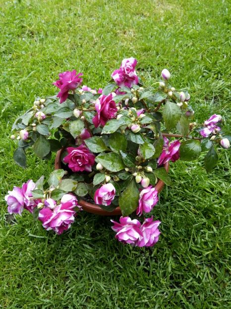  - Flori de Gradina Primavara -Vara 2019