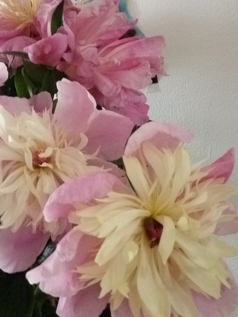  - Flori de Gradina Primavara -Vara 2019