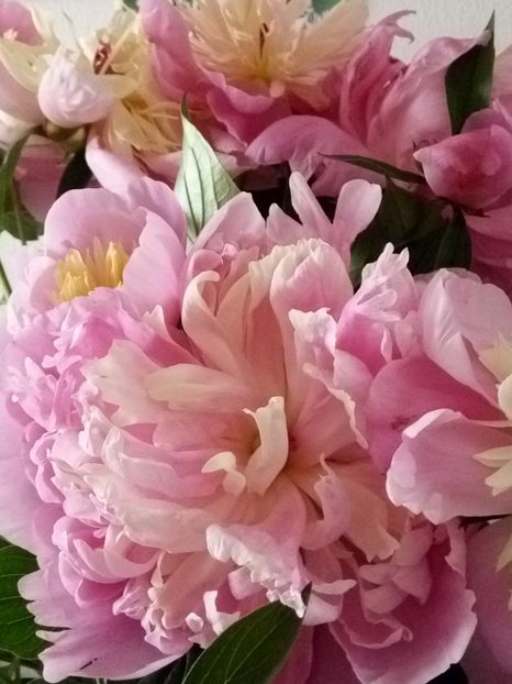  - Flori de Gradina Primavara -Vara 2019