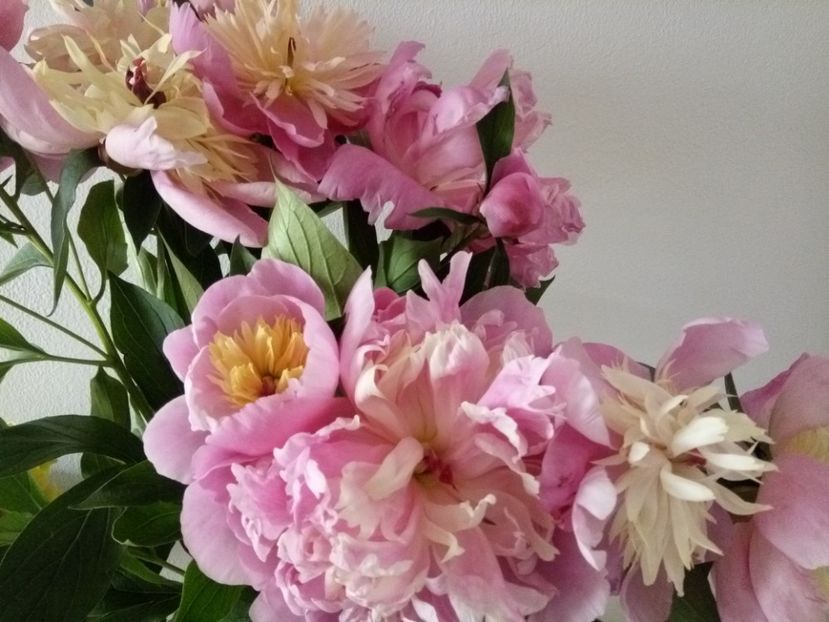  - Flori de Gradina Primavara -Vara 2019