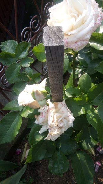 IMG-20190607-WA0041 - Crem - Ilse Kron