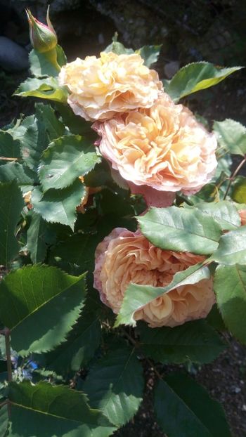 IMG-20190607-WA0027 - La Villa Cotta