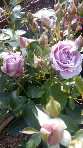 IMG-20190607-WA0039 - Novalis