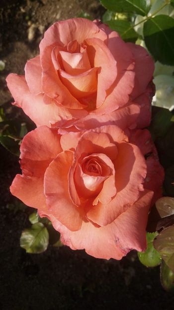 IMG-20190607-WA0030 - Queen of Hearts ?