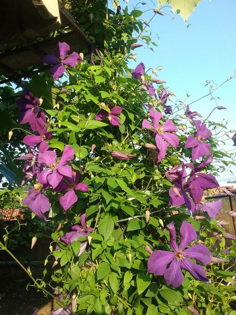  - Clematis Polish Spirit