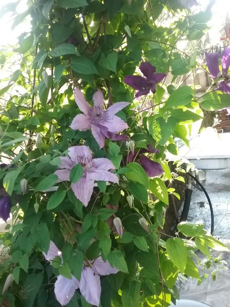  - Clematis-Hagley Hybrid