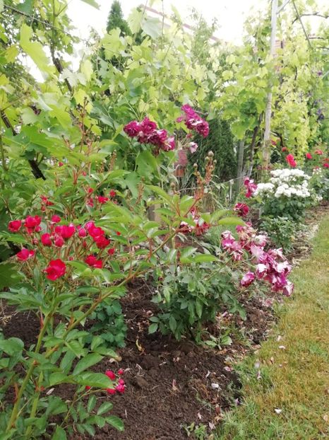 2019 - 7.06 - gradina 2019