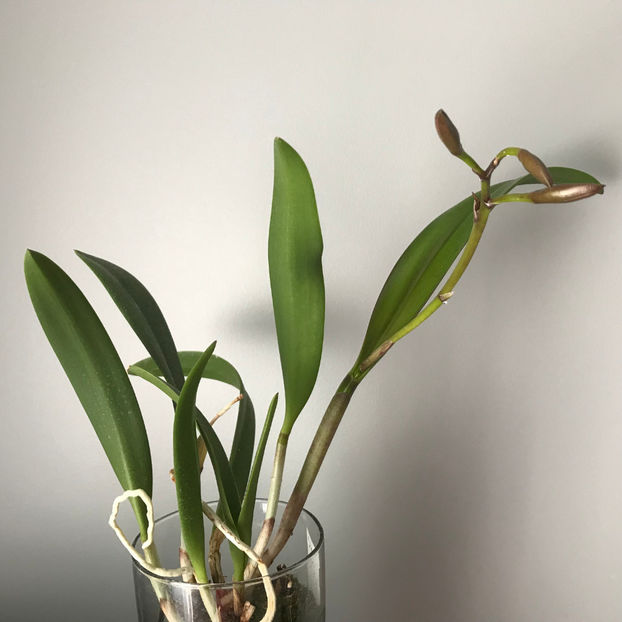  - Plante de interior 2019