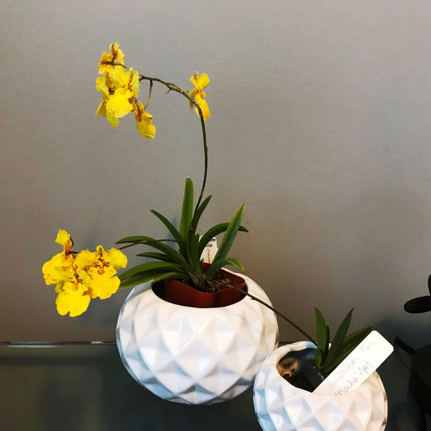  - Plante de interior 2019