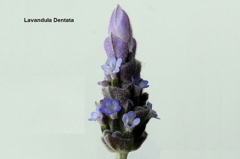 07.06.19 - 01 Lavanda