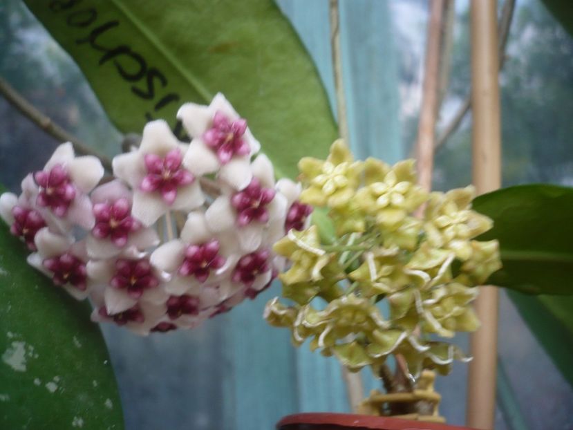 P1410735 - HOYA 2019