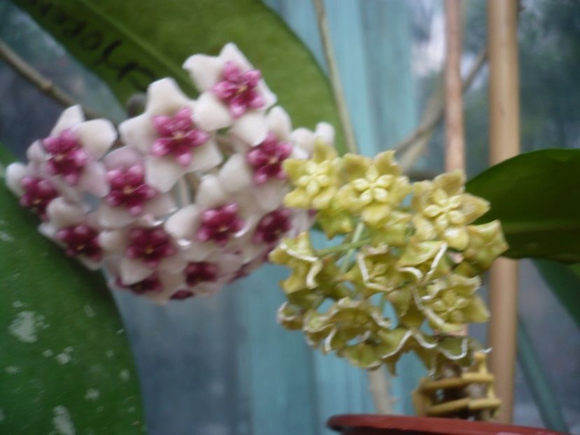 P1410738 - HOYA 2019