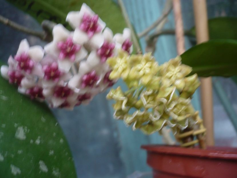 P1410739 - HOYA 2019