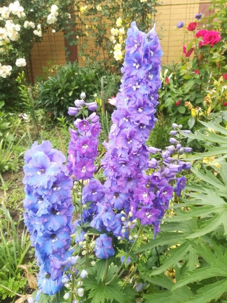  - Delphinium si nemtisor