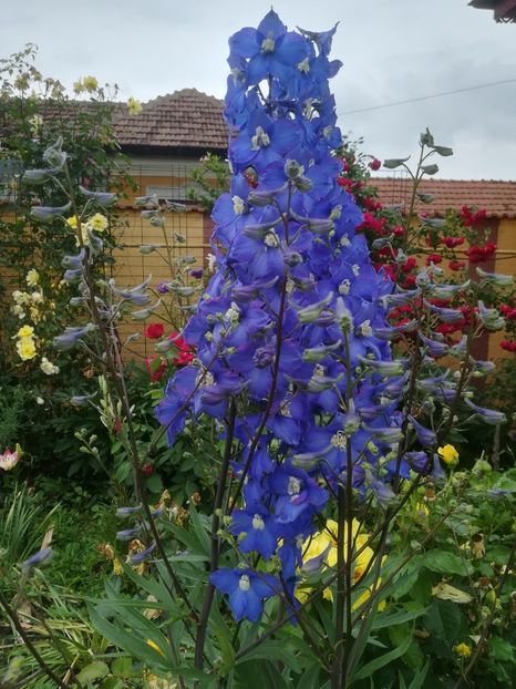  - Delphinium si nemtisor