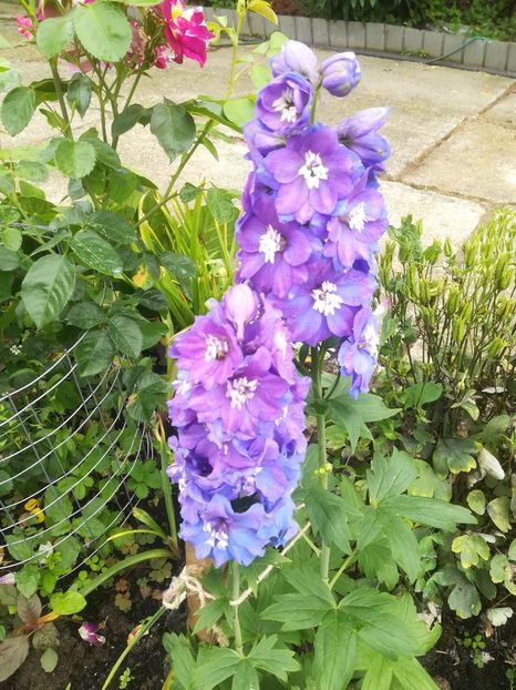  - Delphinium si nemtisor