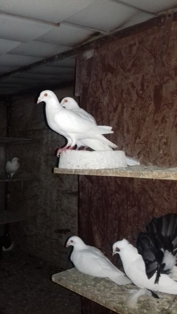  - Voiajor alb de ornament