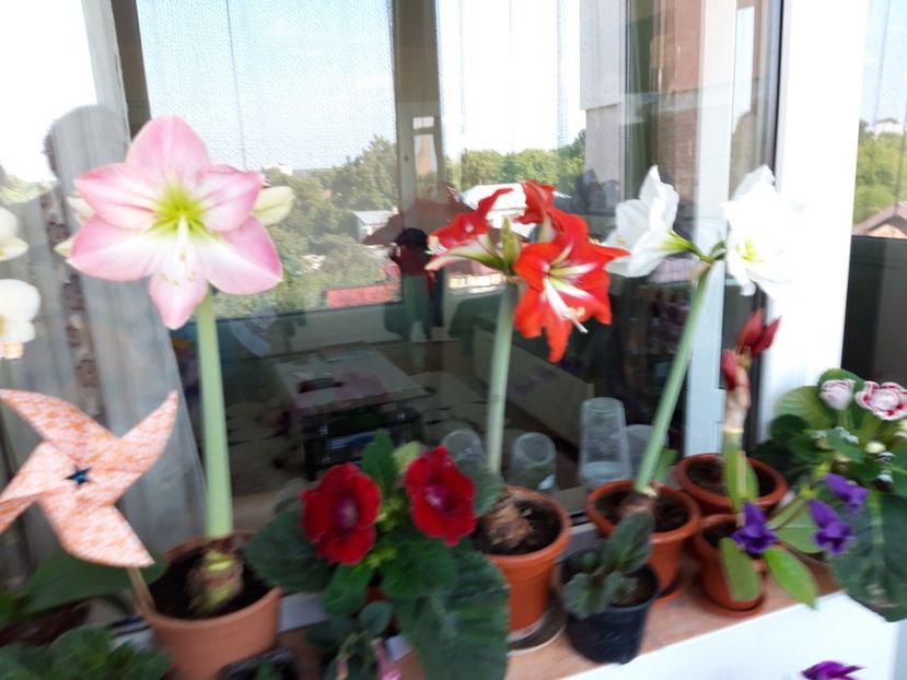  - AMARYLLIS