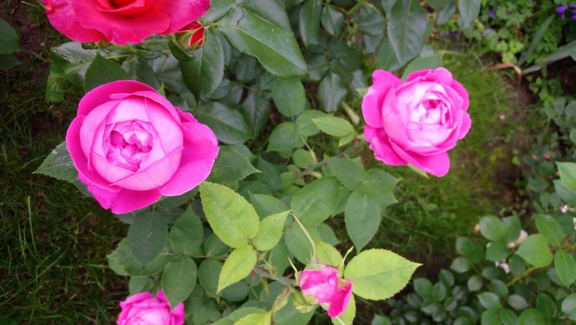  - Cecile de Chabrillant