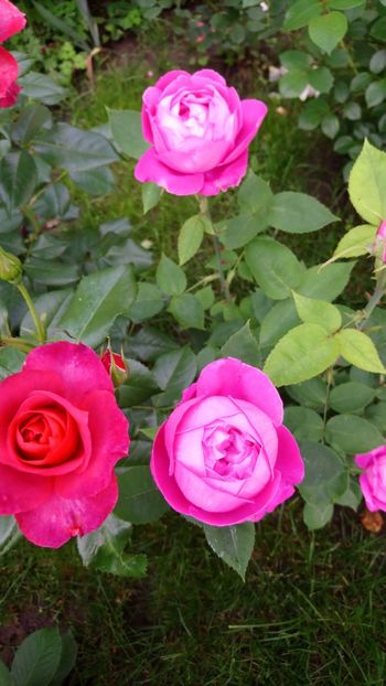  - Cecile de Chabrillant