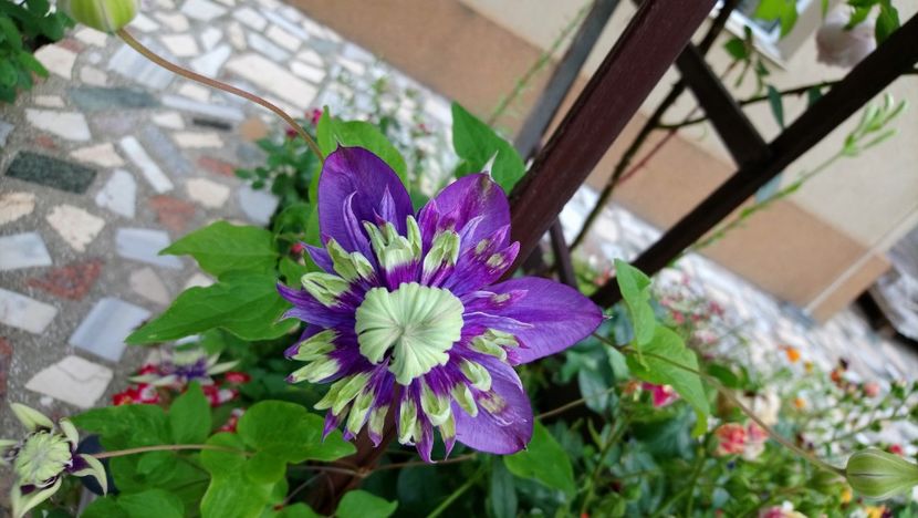  - Clematite