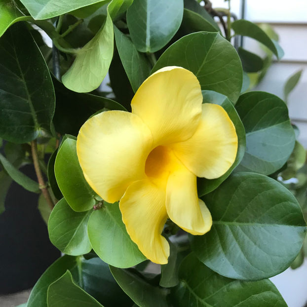  - Jurnalul gradinii 2019