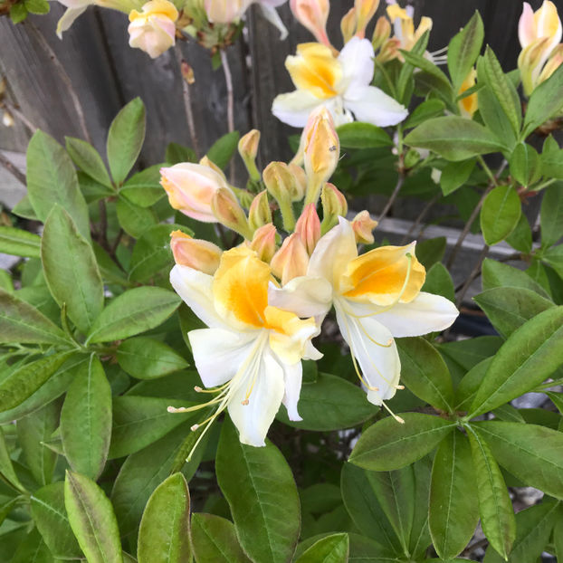  - Jurnalul gradinii 2019