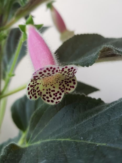 Kohleria 'HCY's Jardin De Monet' - 2019 Album Kohleria