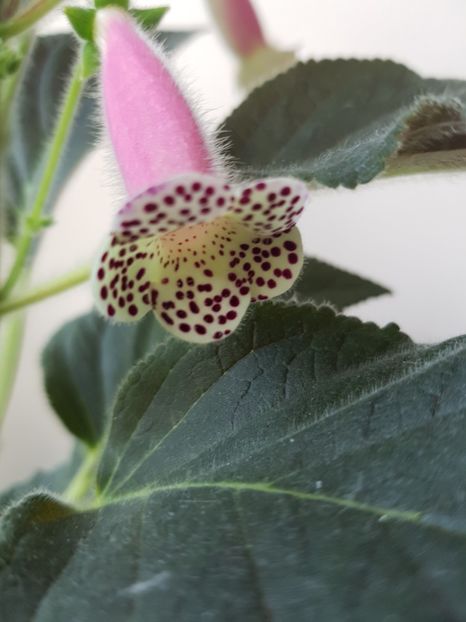 Kohleria 'HCY's Jardin De Monet' - 2019 Album Kohleria