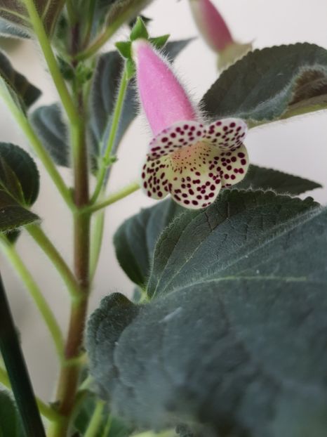 'HCY's Jardin De Monet' - 2019 Album Kohleria