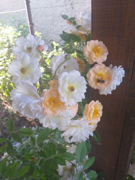 2019 - Ghislaine de Feligonde