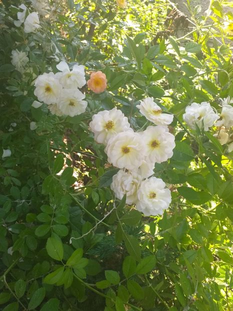 2019 - Ghislaine de Feligonde