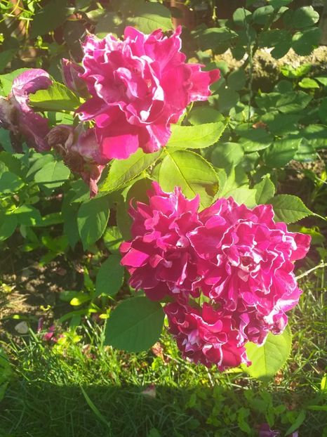 2019 - Roger Lambelin